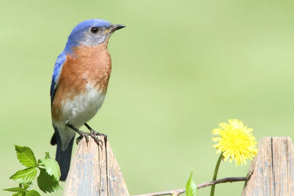 Östlicher Blauvogel mit Dandilion — Stockfoto