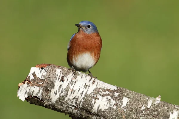 Mężczyzna wschodniej bluebird — Zdjęcie stockowe