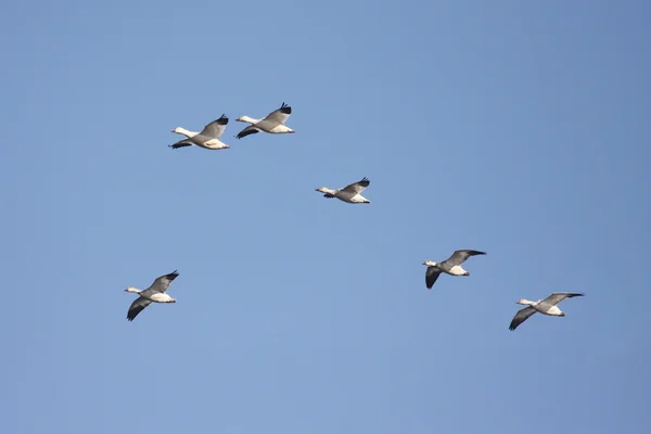 Kar Kazları uçuyor — Stok fotoğraf