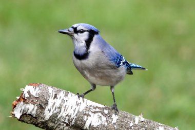 Mavi Jay (corvid siyanocitta)