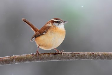 Carolina wren kış