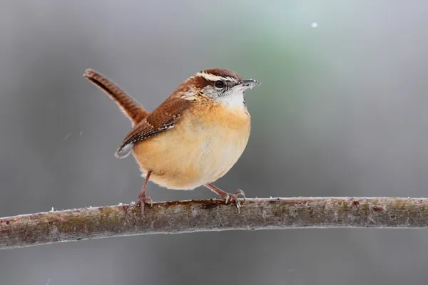 Carolina Wren no inverno — Fotografia de Stock