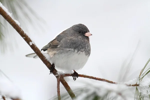 Junco em um ramo coberto de neve — Fotografia de Stock