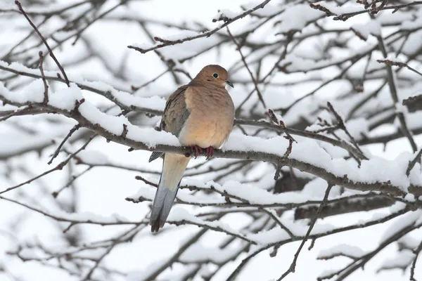 Schlafende Trauertaube im Schnee — Stockfoto