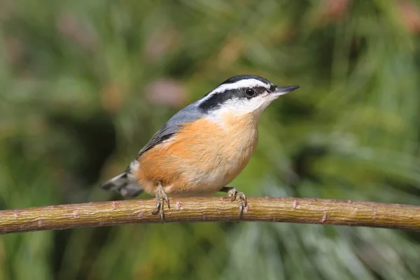Red-breasted Nuthatch On A Perch — Stock Photo, Image