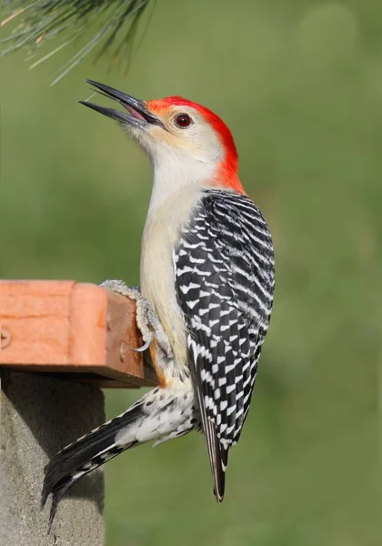 Woodpecker on a Feeder — Stock Photo, Image