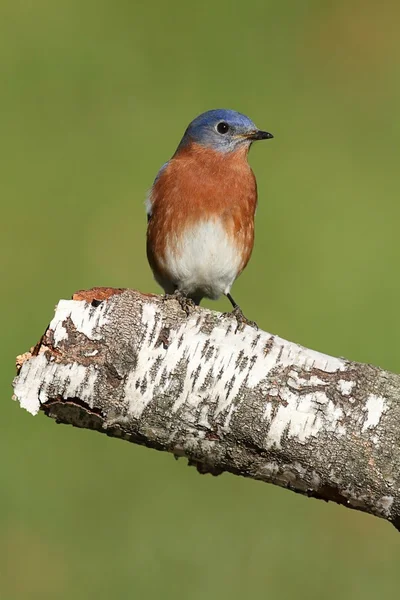 Ave azul oriental macho — Fotografia de Stock