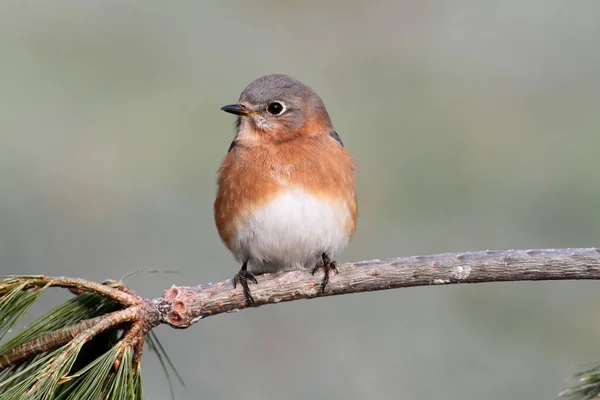 Kvinnliga östra bluebird — Stockfoto