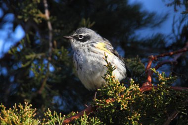 Sarı sağrılı ötleğen (Dendroica coronata)