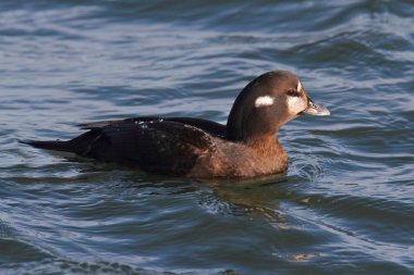 kadın palyaço ördek