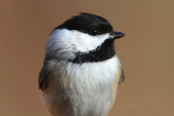 Carolina Chickadee su un ramo — Foto Stock