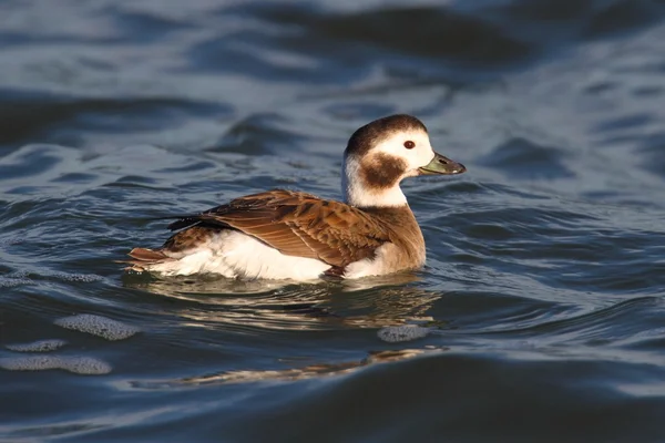 Long-tailed Duck (Oldsquaw) Swimming — Stock Photo, Image