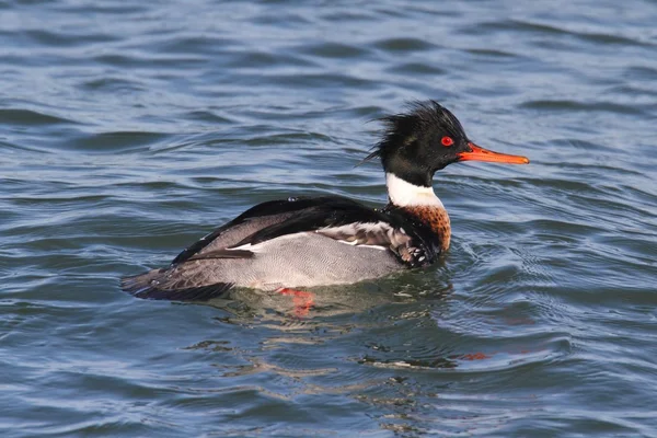 Hombre Pecho rojo Merganser —  Fotos de Stock