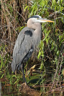 Büyük Mavi Balıkçıl (ardea herodias)