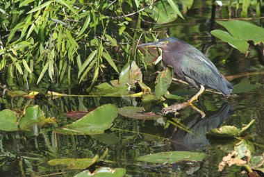Yeşil balıkçıl (butorides virescens)