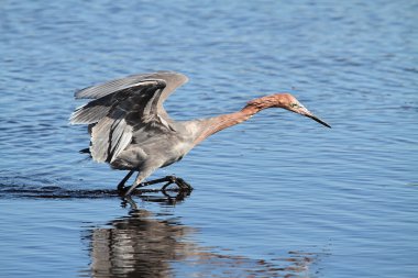 Kırmızımsı ak balıkçıl (Egretta rufescens)