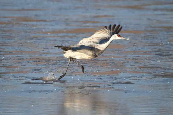 Sandhügelkranich (grus canadensis)) — Stockfoto