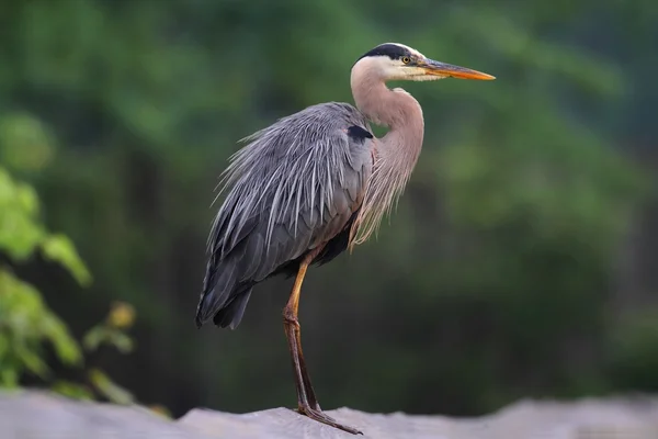 Gran Garza Azul (ardea herodias) — Foto de Stock