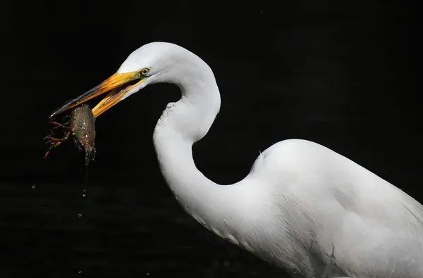 Stora Egret (ardea alba)) — Stockfoto