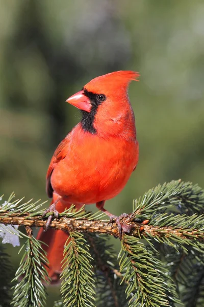 Самець кардинала на гілці — стокове фото