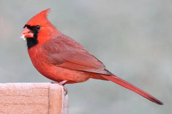 Cardinal sur une mangeoire — Photo