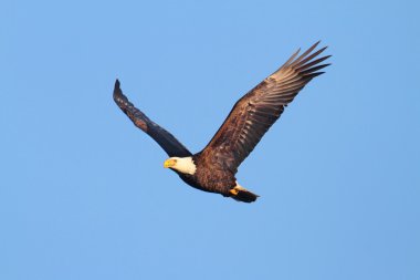 Kel Kartal (haliaeetus leucocephalus))