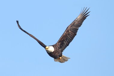 Kel Kartal (haliaeetus leucocephalus))