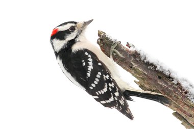 Tüylü ağaçkakan (Picoides pubescens)