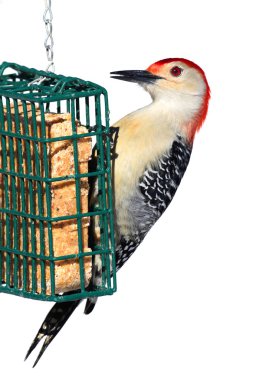 Woodpecker on a Feeder - Isolated on White clipart