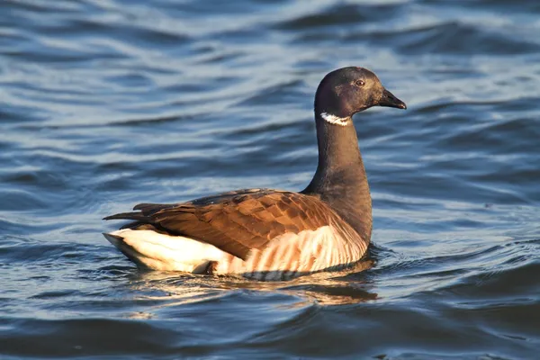 แบรนท์ (Branta Bernicla) ว่ายน้ํา — ภาพถ่ายสต็อก