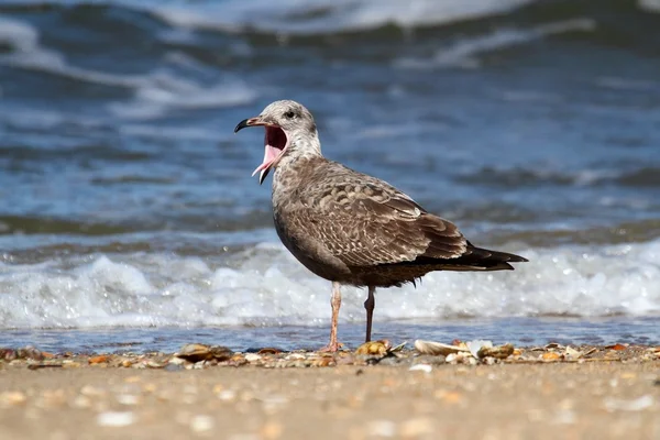 Juvenil Greater Black-backed Gull By The Ocean — Fotografia de Stock