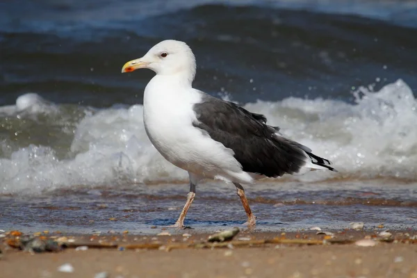 Adulto Greater Black-backed Gull By The Ocean — Fotografia de Stock