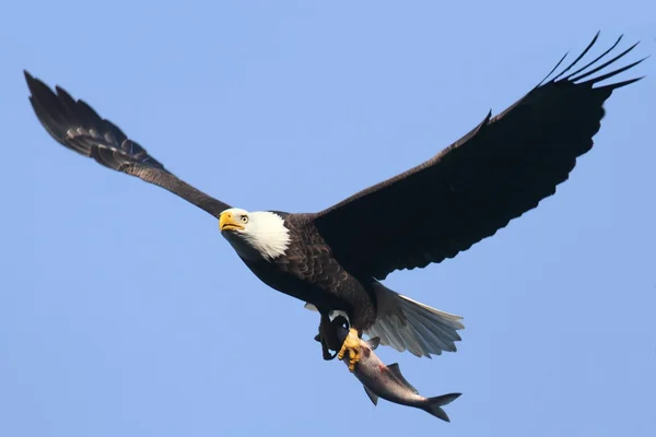 Weißkopfadler (haliaeetus leucocephalus)) — Stockfoto