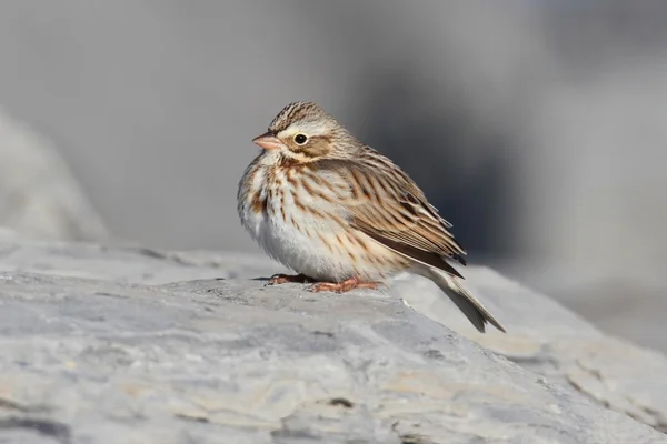 Ipswich savannah sparrow in de winter — Stockfoto