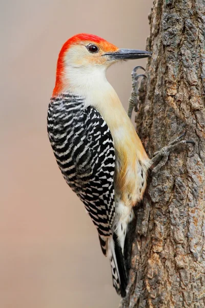 Woodpecker on a pine tree — Stock Photo, Image