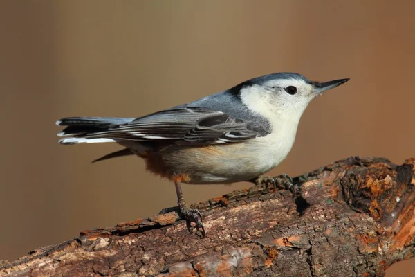 枝に鳥がいて — ストック写真