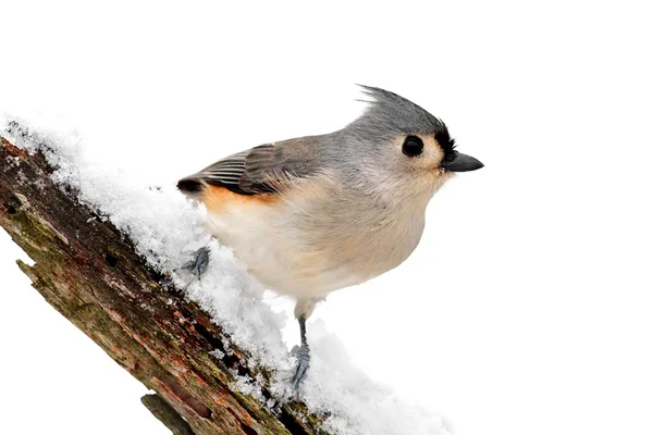 白で隔離される鳥 — ストック写真