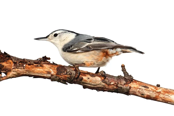 Fågel på en gren på vit — Stockfoto