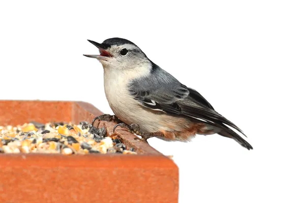 Uccello su un alimentatore su bianco — Foto Stock