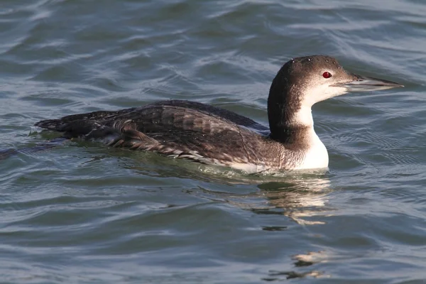 Gemeenschappelijke Loon (Gavia immer) — Stockfoto