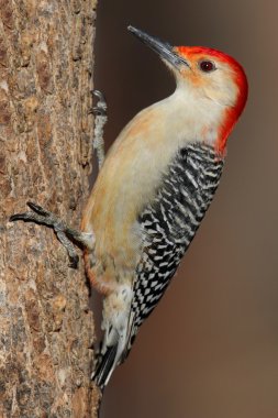 yosun kaplı günlüğü üzerinde ağaçkakan