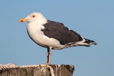 Greater Black-backed Gull By The Ocean clipart