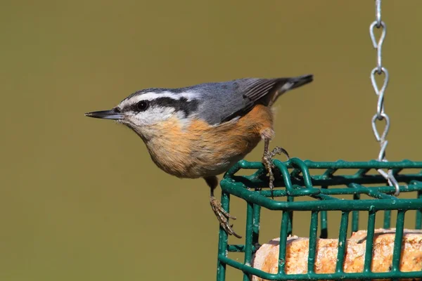 Red-breasted Nuthatch On A Feeder — Stock Photo, Image