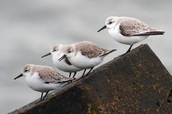 Sanderlings (Calidris alba) — Zdjęcie stockowe