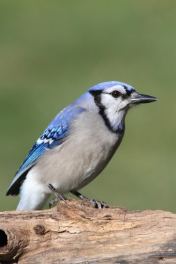 mavi alakarga
