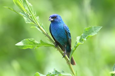 Indigo kiraz kuşu (Passerina cyanea)
