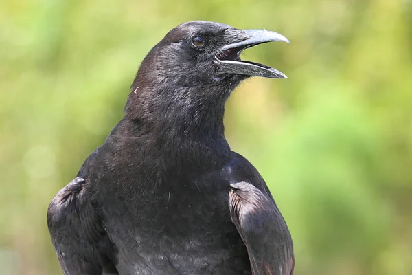 Amerikansk kråka (Corvus brachyrhynchos) — Stockfoto