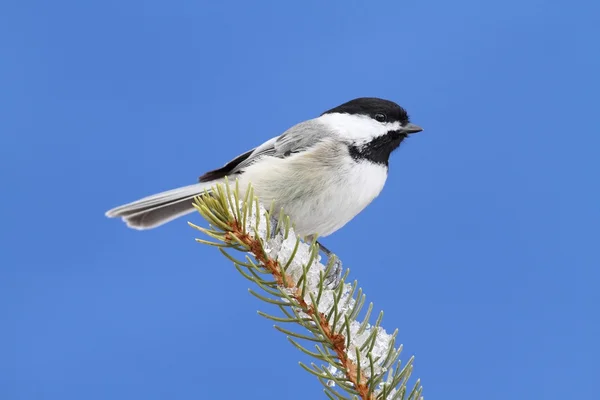 Chickadee on a Branch — Stock Photo, Image