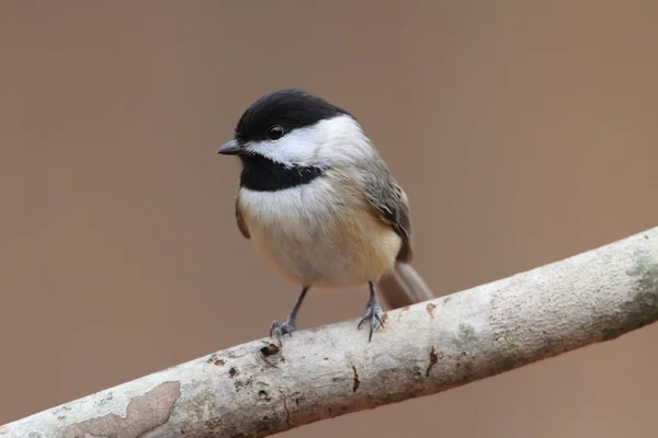 Carolina chickadee på en gren — Stockfoto