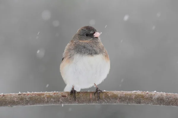 Junco karla kaplı dal — Stok fotoğraf